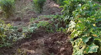 Yaban domuzları üzüm bağlarına zarar verdi