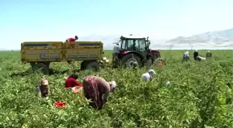 Elazığ'ın kuru domatesleri dünya sofralarında