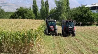 Silajlık mısır hasadı Erzincan'da başladı