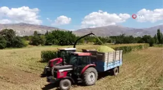 Silajlık mısır hasadı Erzincan'da başladı