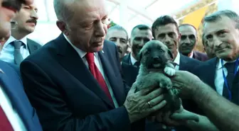 Cumhurbaşkanı Erdoğan'a Kangal yavrusu hediye edildi