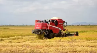 Biga'da çeltik hasadı başladı