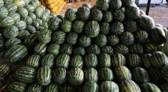 Domates 50, karpuz 20 kuruşa düştü