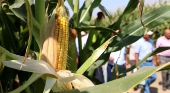 Konya'da 6 çeşit yerli mısır tohumu çiftçiye tanıtıldı