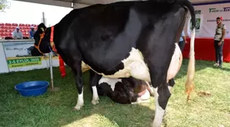 Yarışın en güzel ineği 'Boncuk', sahibine Almanya gezisi kazandırdı