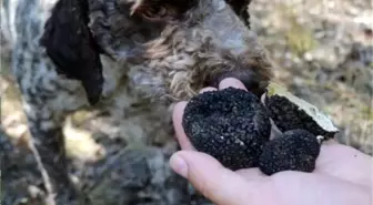 Yozgat'ta av köpekleri ile kilosu 3 bin 500 Euro olan trüf mantarı bulundu