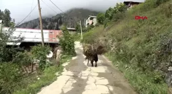 Trabzon uzungöl'de hayvancılıkla uğraşanların mera alan sıkıntısı