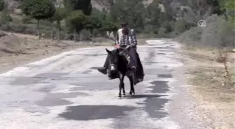 'Aküzüm' bir asırdır imece usulü toplanıyor