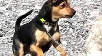 Çalınan köpeği için para ödülü koydu