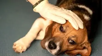 Norveç'te gizemli hastalık: 25 köpek öldü