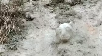 Polis, aslan figürlü kaya parçası için 3 gün nöbet tuttu