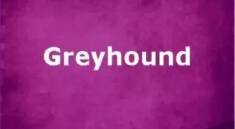 Greyhound Filmi