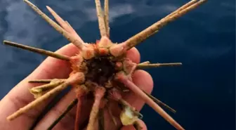 100 metre derinlikte oltasına ender rastlanan deniz kestanesi takıldı