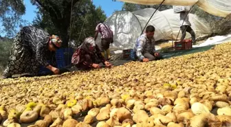 Aydın'da incir üreticisi alıcı çıkmamasından dolayı dertli