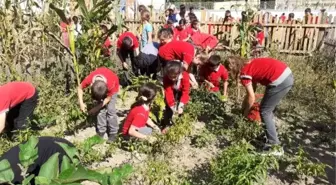 Okul bahçesinde hasat yapıldı, yemekler pişirildi