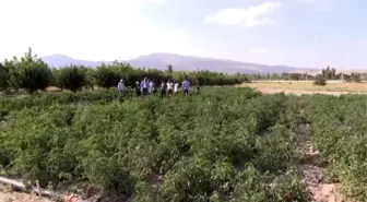 'Sazlıca domatesi' ve 'Bor biberi'nin gen kaynakları araştırılıyor