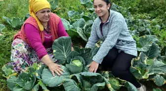 2 bin rakımlı yaylada beyaz lahana hasadı başladı