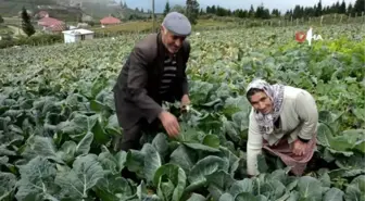 2 bin rakımlı yaylada beyaz lahana hasadı başladı