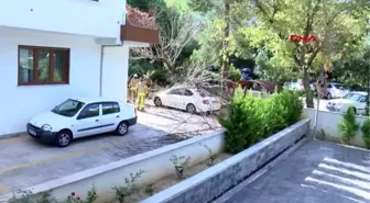 Kadıköy'de ağaç aracın üzerine devrildi