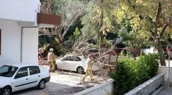 Kadıköy'de devrilen ağaç paniğe yol açtı