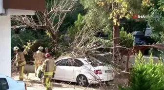 Kadıköy'de facianın eşiğinden dönüldü...Site içerindeki ağaç otomobilin üzerine devrildi