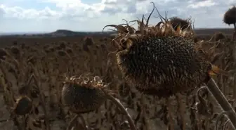 Keşan'da ayçiçeği hasadı başladı