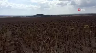 Keşan'da ayçiçeği hasadı başladı