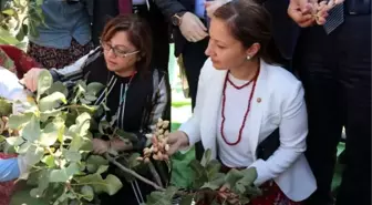 Gastroantep festivali kapsamında fıstık hasadı yapıldı