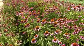 Her derde deva 'ekinezya'