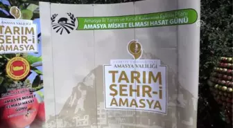 Tescilli Amasya misket elmasında hasat zamanı