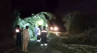 Ağaç dalları devrildi, otomobiller hasar gördü