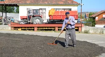 Havza'da ayçiçeği alımı devam ediyor