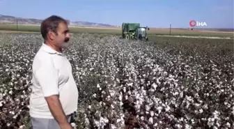 Araban'da pamuk hasadına başlandı