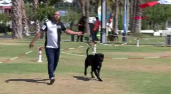 Irk köpekler, antalya'da yarışıyor