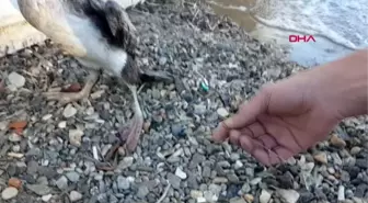 Karabatağı, ayağındaki olta ve misinadan kurtardılar