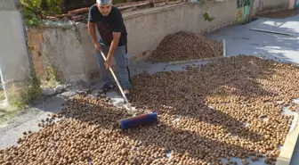 Oğuzlar cevizi, üreticinin yüzünü güldürdü