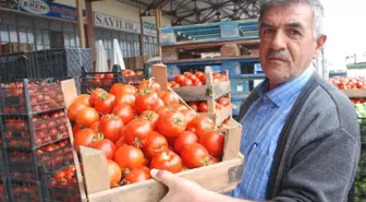 Tokat'ta domates 20 kuruşa düştü