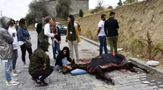 Yaralı at üç günlük mücadelesini kaybetti