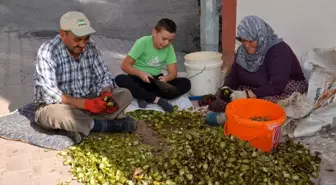 Oğuzlar cevizi, üreticinin yüzünü güldürdü