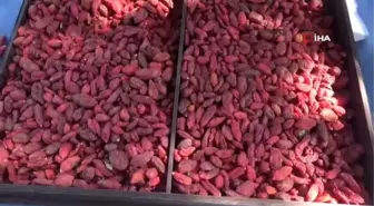 Simav'da 'Goji Berry' projesi