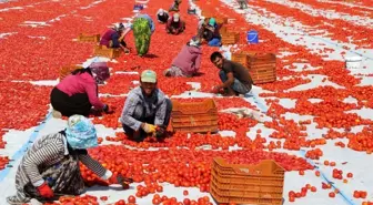 Tunceli'den Avrupa'ya kuru domates ihracatı