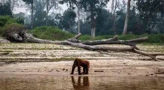 Borneo ve Sumatra'daki orman yangınları nedeniyle yaşam savaşı veren orangutanlar görüntülendi