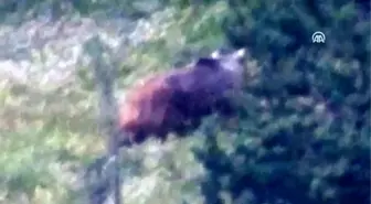 Kastamonu'da bozayılar görüntülendi