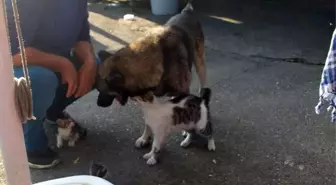 Kedi ve köpeğin sevgisi görenleri şaşırtıyor