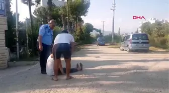 Mersin ağaçların aşırı budanmasına tepki