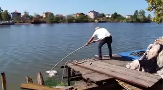 Denizden tavuk ölüsü topladılar