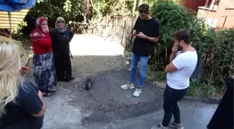 Karabük'te ayakları kesik, ölü kedi bulundu