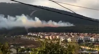 Pendik'te orman yangını (2)