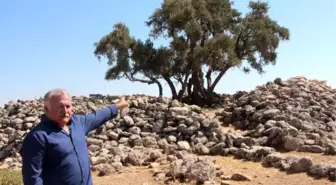 Şanlıurfa'da 2 bin yıllık zeytin ağacı her yıl zeytin vermeye devam ediyor