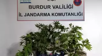 Ceviz arazilerine yasa dışı kenevir ektiler, serbest bırakıldılar